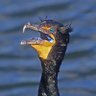 Profilbild von WadesThroughAshes
