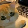 🇨🇳月与海🇨🇳 profil fotoğrafı