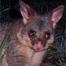Kaiparapossum's profile picture