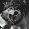 Tamer Atef's profile picture