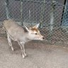 Фото профиля しろめだか