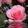 Фото профиля mnoor