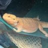 Фото профиля Kitsuneko 🐈 🌈🦎