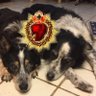 🎿✝️kstewskisAZ🌵🐾 profil fotoğrafı