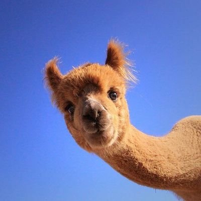 طلالة's profile picture