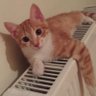 Cattori Canzo's profile picture