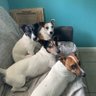 Argos Phoebe profil fotoğrafı