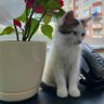 Фото профиля Pamuk