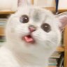 Nonmin✨ profil fotoğrafı
