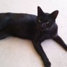 Фото профиля KURO KURO