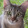 Cats Are Socialist 的头像