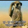 भारतीय मानव's profile picture