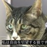 Фото профиля ななし