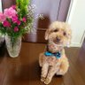 らら 🐶僕の名前はココ 的头像