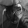 Profilbild von tai