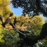 A big bonsai しいがし 的头像
