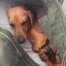 Rox Dachs profil fotoğrafı
