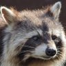 Living Raccoon 的头像