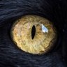 Фото профиля catkucing