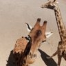 Noytaypon's profile picture
