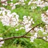 Фото профиля ちょこ