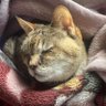 ちぃー😺(アバディ) 的头像