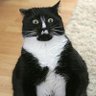 Фото профиля Don Meow Meow