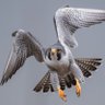 Falcon's profile picture