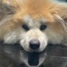 長毛秋田犬のみ太くん's profile picture