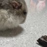 つ 的头像