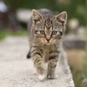 猫欲しい天使🎧🤍 profil fotoğrafı