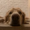 schießhund profil fotoğrafı