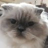 fnky shrt profil fotoğrafı