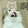 beast 的头像