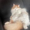Anna profil fotoğrafı