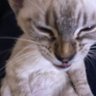 Profilbild von samprOgamer