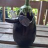 Fausto Ciola's profile picture