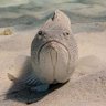 Profilbild von 🐟🇨🇦 'Grumpy Fish' 🇨🇦🐟
