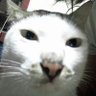 pukatt's profile picture