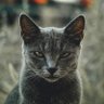 Neville profil fotoğrafı