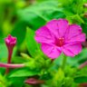 Profilbild von mirabilis