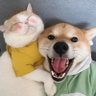 是苦瓜啊 的头像