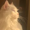 Kuzgun profil fotoğrafı