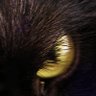 Elizabeth 🐈⬛ 的头像