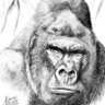 Profilbild von Gil