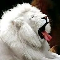 Lwazi_Top's profile picture