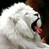 Profilbild von Lwazi_Top