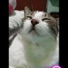 Jucat 的头像