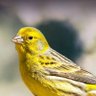 Chirpy 的头像