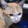 Balqis's profile picture
